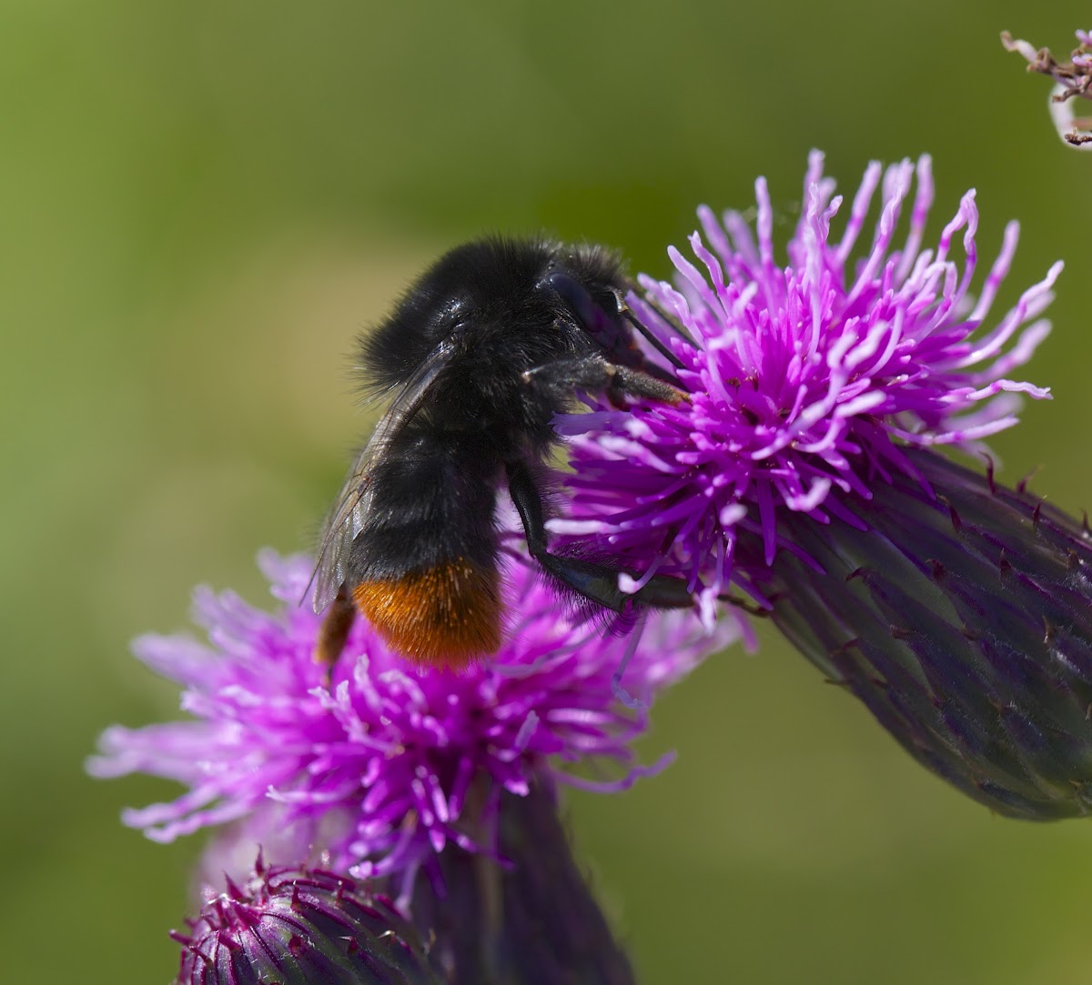 red tailed bumblebee