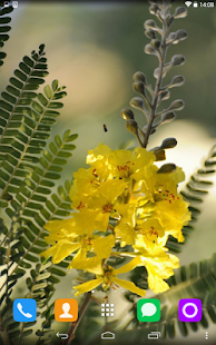 Free Download Acacia Flower Live Wallpaper APK