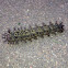 Buck Moth (caterpillar)