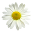 Daisy live wallpaper Download on Windows
