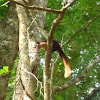 Indian Giant Squirrel