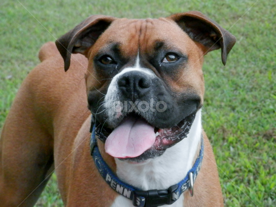 boxer face | Portraits | Animals - Dogs | Pixoto