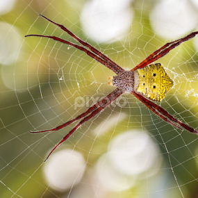 burn spy by Shandy Abd Azis M - Animals Insects & Spiders