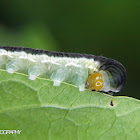 Clearwing/Tigerwing caterpillar