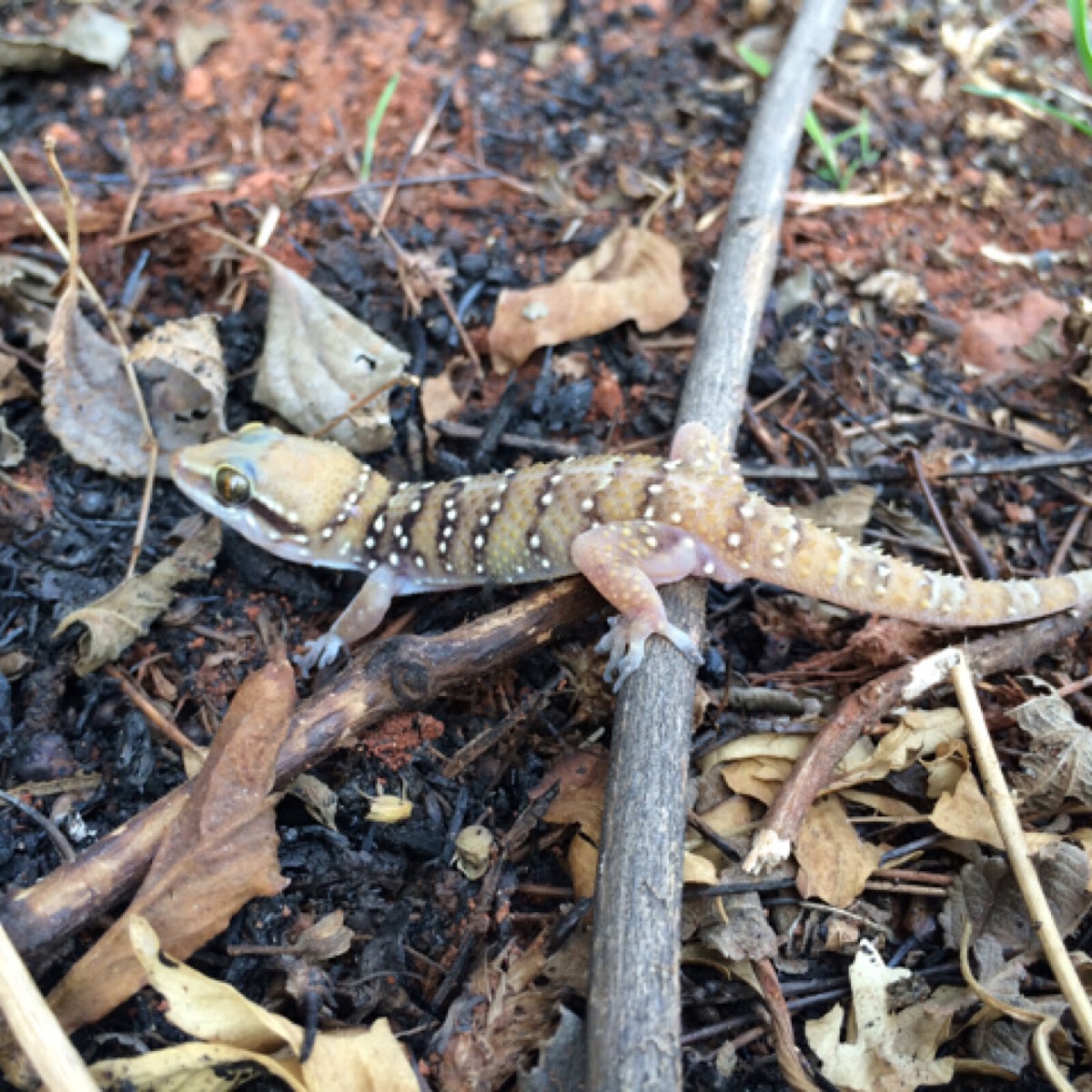 Mediterranean house gecko