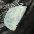 moth bug