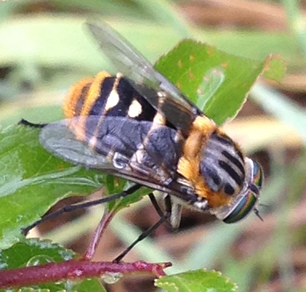 Flower Feeding March-fly
