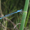 Double-striped Bluet (male)