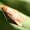 Concealer moth