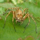 Lynx Spider (aka Spiny:)  ♀