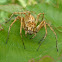 Lynx Spider (aka Spiny:)  ♀