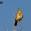 Crested Lark