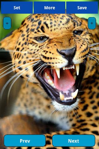 Leopard wallpapers