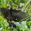 Eastern Black Swallowtail Butterfly (female)