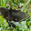 Eastern Black Swallowtail Butterfly (female)