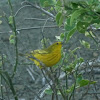 Yellow Warbler