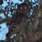 Barred Owl