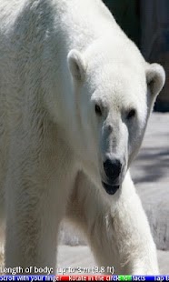 Wild Animals of the Arctic Screenshots 8