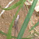 Juvenile Spiny Lizard