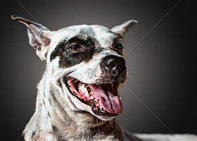 Dogs : Dalma up close by Govi Murillo -  