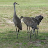 Sandhill crane family