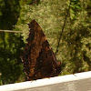 Large Tortoiseshell Butterfly / Veliki koprivar