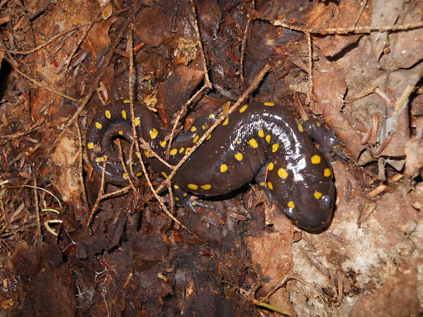 Yellow Spotted Salamander | Project Noah