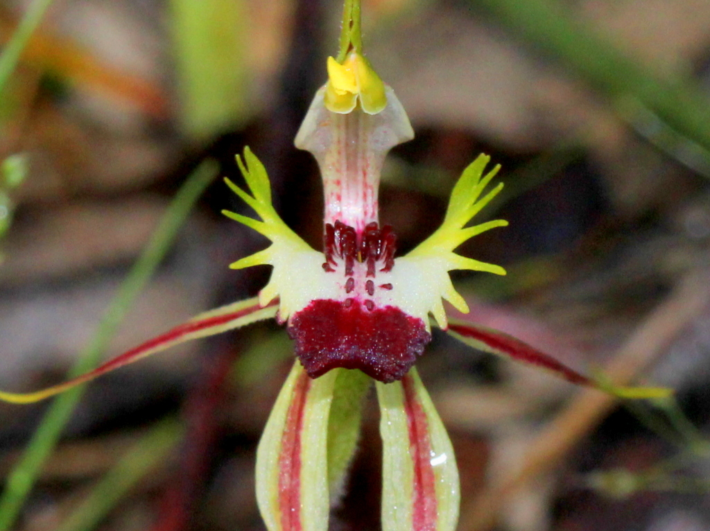 Green Comb Spider orchid