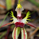 Green Comb Spider orchid