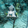 Smooth Trunkfish