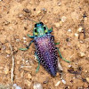 Madagascan Beetle