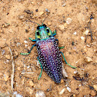 Madagascan Beetle