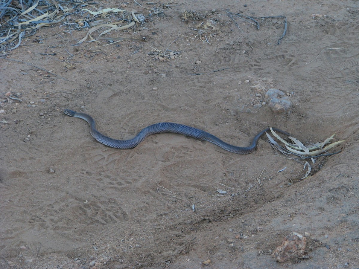 Myall Snake/Curl Snake