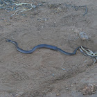 Myall Snake/Curl Snake