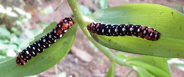 Lily Moth Caterpillar Project Noah