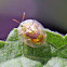 Tortoise Shell Beetle