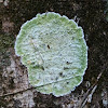 Lichen