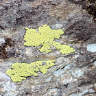 yellow crusty lichen
