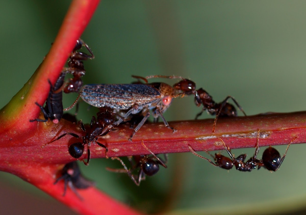 Treehopper