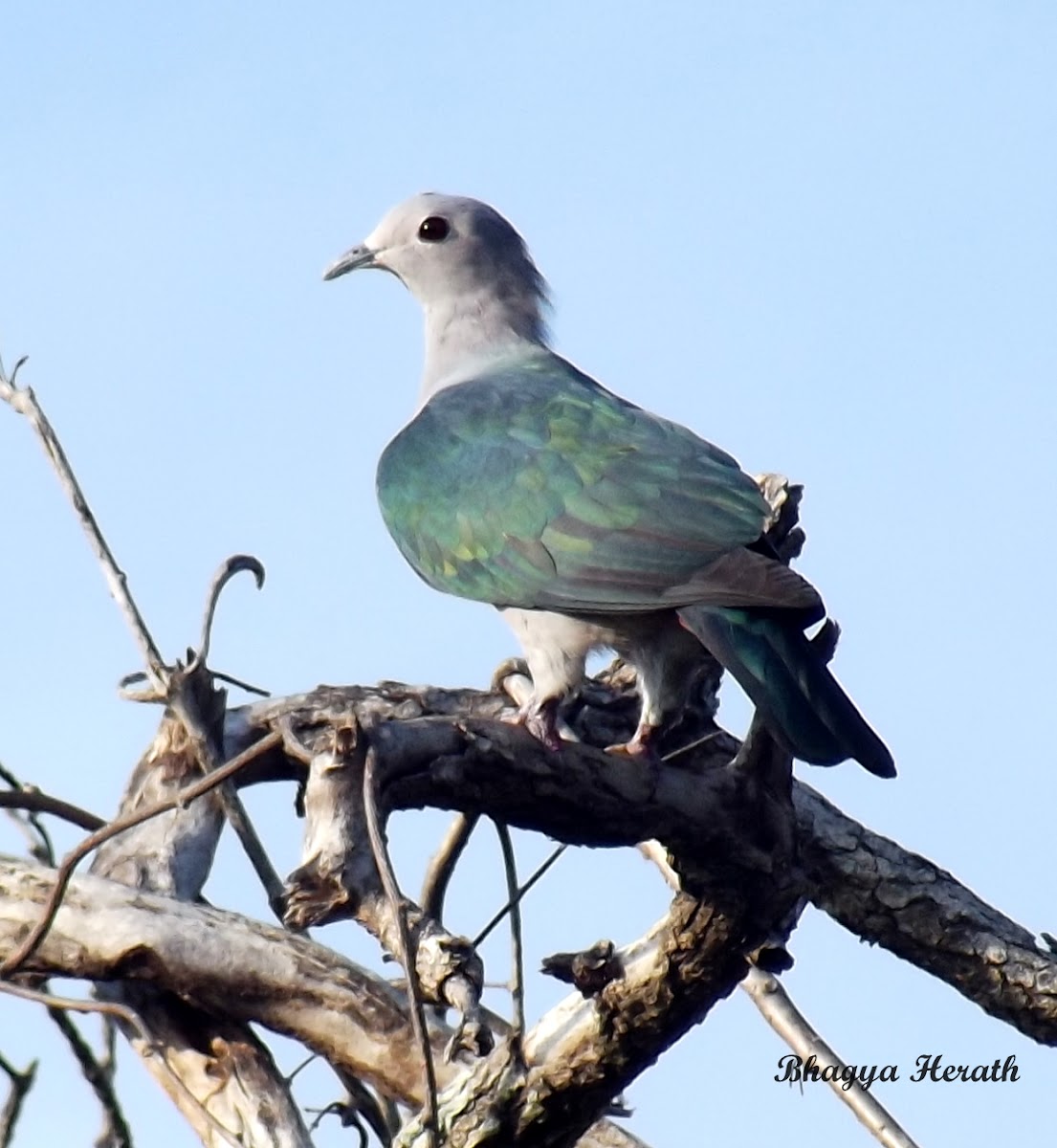 Green Imperial pigeon