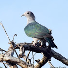 Green Imperial pigeon