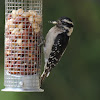 Downy Woodpecker f.