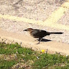 Great-tailed Grackle (female)