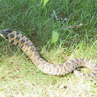 Eastern hognose snake