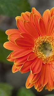 Flowers Wallpapers Screenshots 5