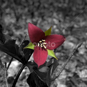 Red Trillium by Daniel Fenning - Flowers Flowers in the Wild