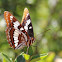 Lorquin's Admiral