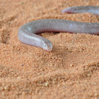 Zarudnyi’s worm lizard