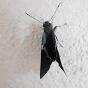 Small Blue-ish Skipper Butterfly