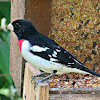 Rose-breasted Grosbeak